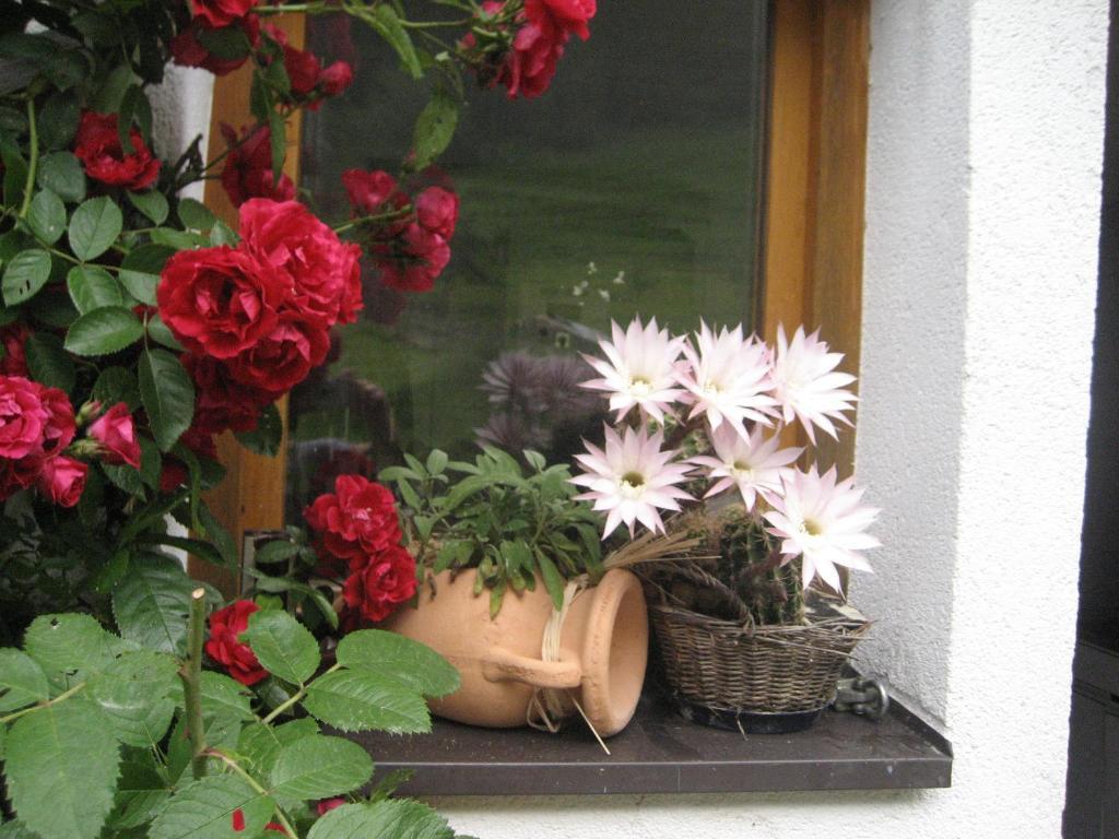 Hinterankerwald Appartement Walchsee Buitenkant foto